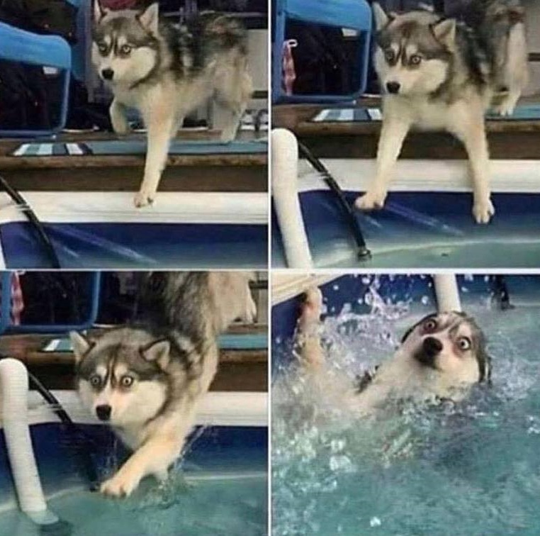 Witziger Hundeblick ins Wasser fallen