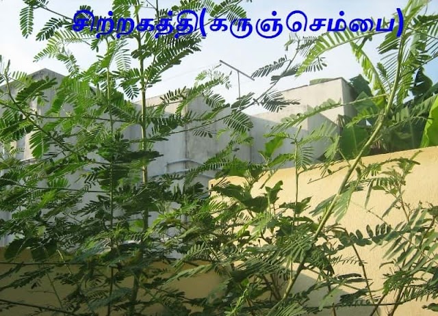 சிற்றகத்தி - கருஞ்செம்பை - Sithagathi - Sesbania sesban.