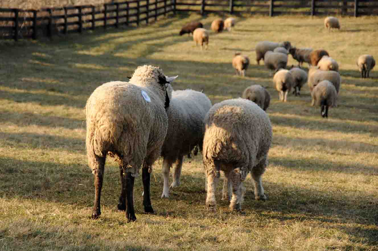 More Favorite Sheep: My Favorite Sheep