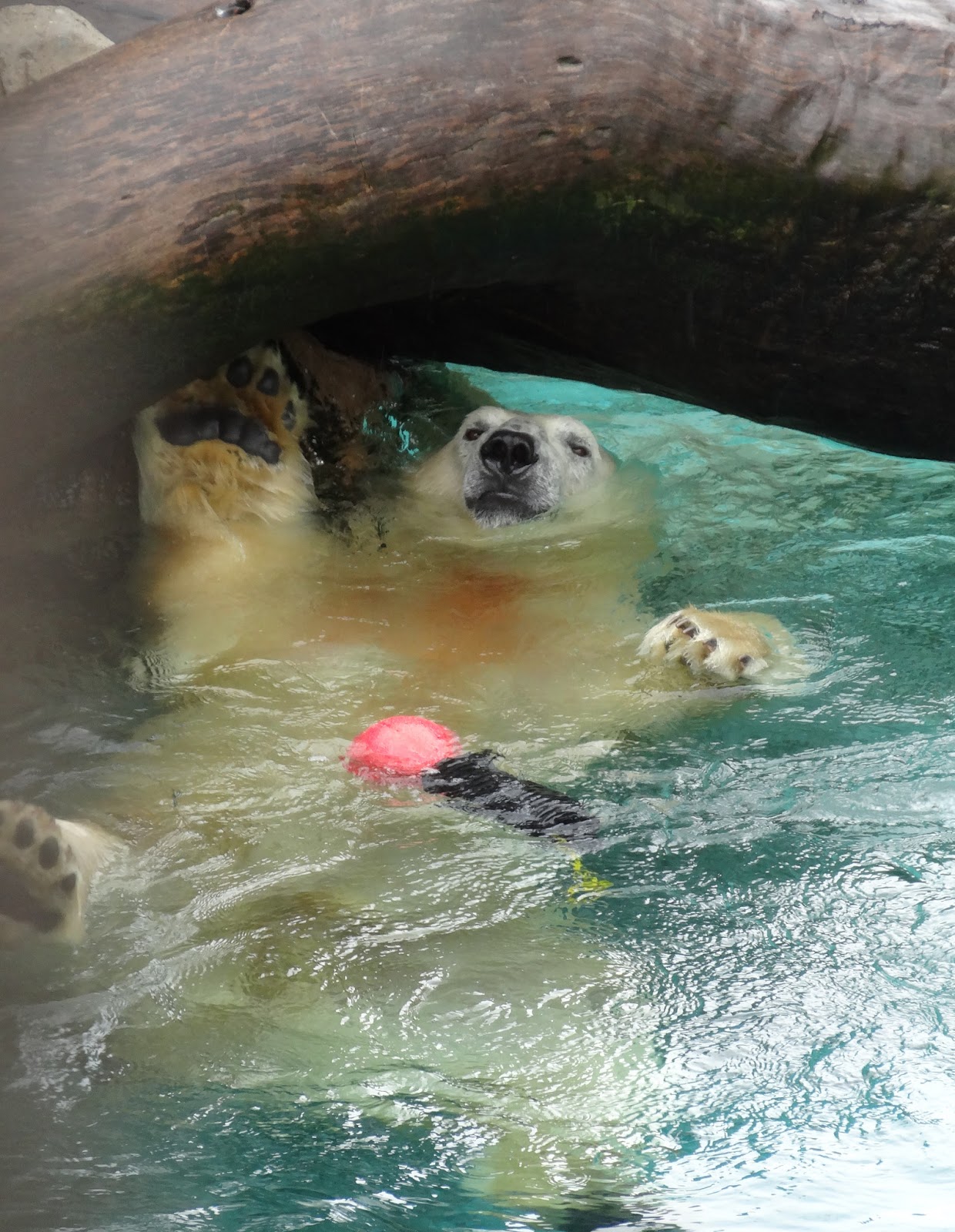 Stu the Zoo Do animals get bored in zoos?