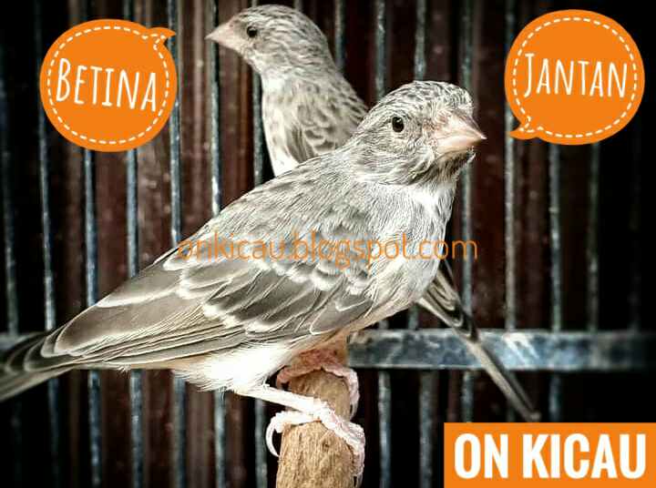 Perbedaan Blackthroat Jantan Dan Betina Om Kicau Jurus