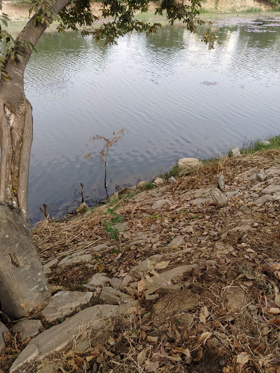 DO at Kaikondrahalli and Kasavanahalli Lakes on 2nd March 2020 Biome