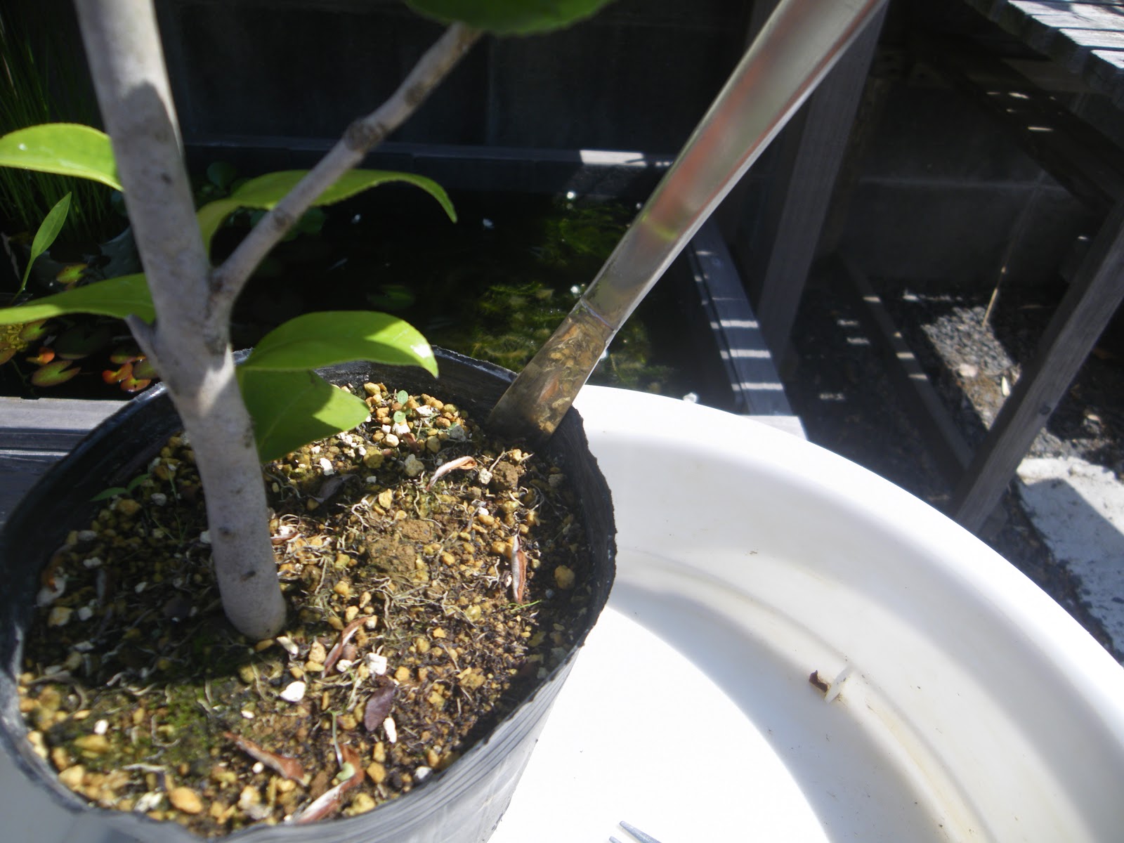 椿 ツバキ の育て方 鉢植えで美しい花を楽しむ メダカの大工