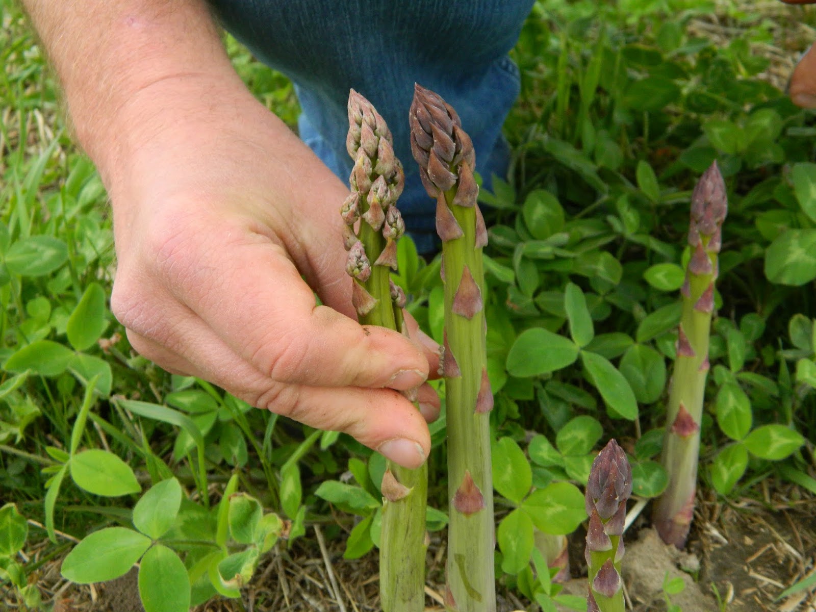 Wrapping Up the Asparagus Harvest