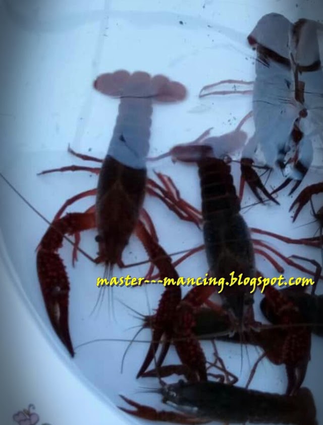 Mancing Lobster Air Tawar, Anda Juga Bisa