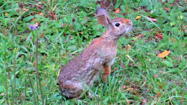 Wild Rabbits Grazing -  A Meditation