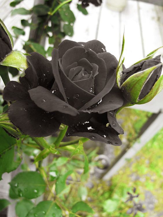 Black Rose From Halfeti Turkey