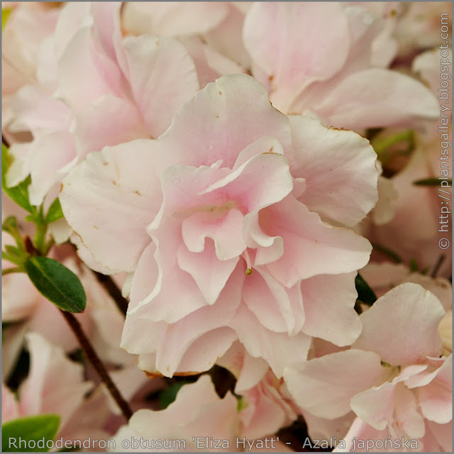 Rhododendron obtusum 'Eliza Hyatt' -  Azalia japońska  'Eliza Hyatt' kwiat