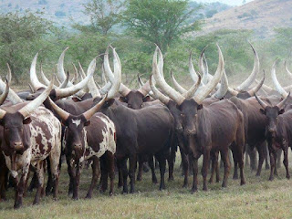 Ankole-Watusi Cattle Images, Milk, Weight, Size, Facts, Breed, Price
