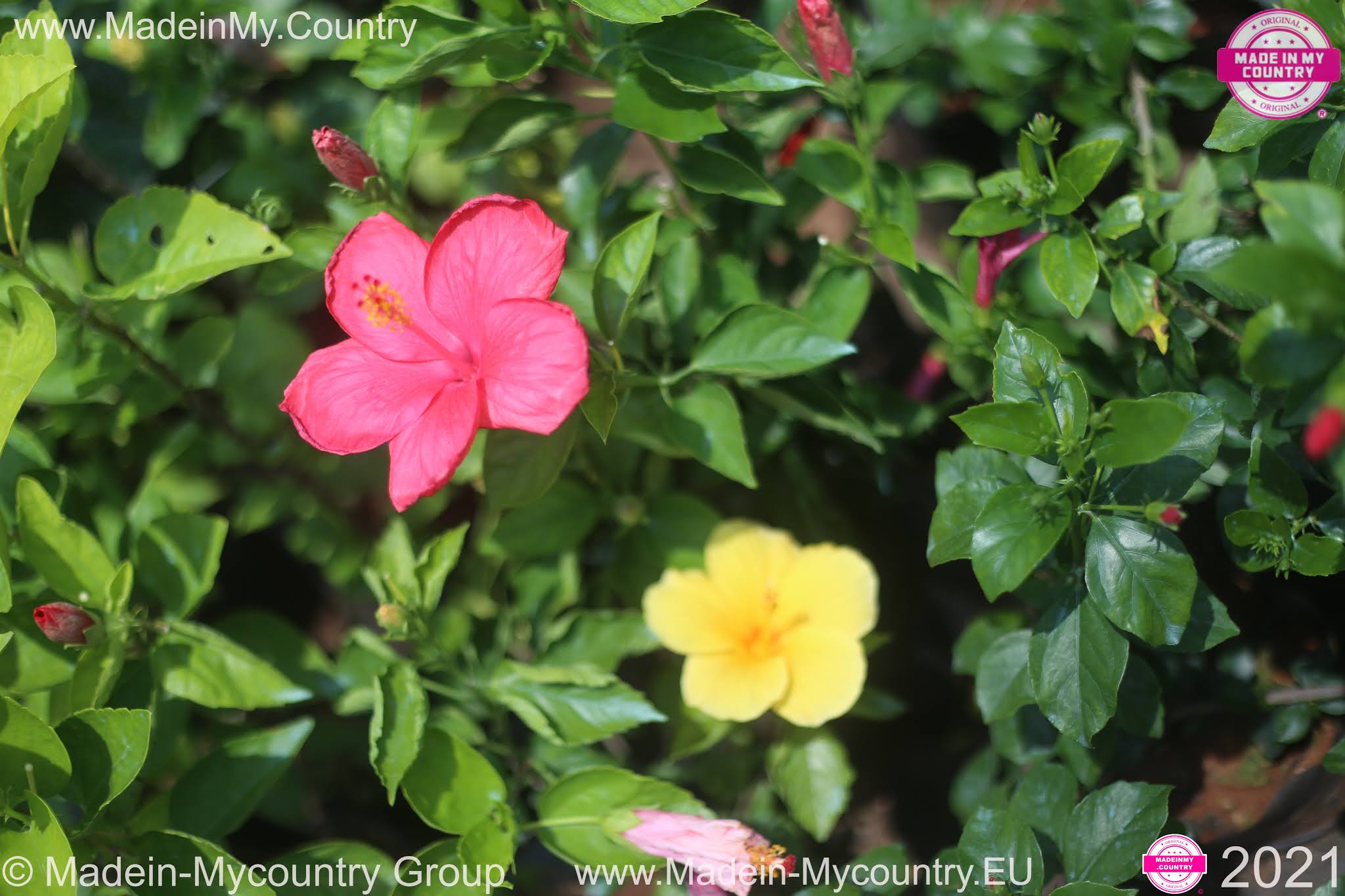 Pictures And Names Of Spring Flowers - 20 SPRING-FLOWERING BULBS TO GROW