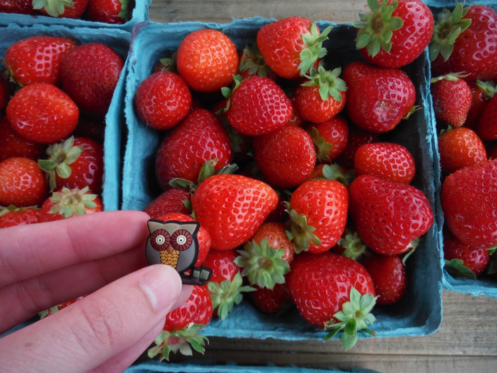 AP Biology Scavenger Hunt Fruit Fleshy with Seeds