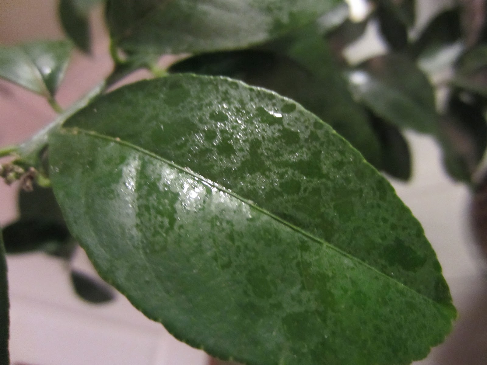 Connected Roots Garden Second citrus scale treatment