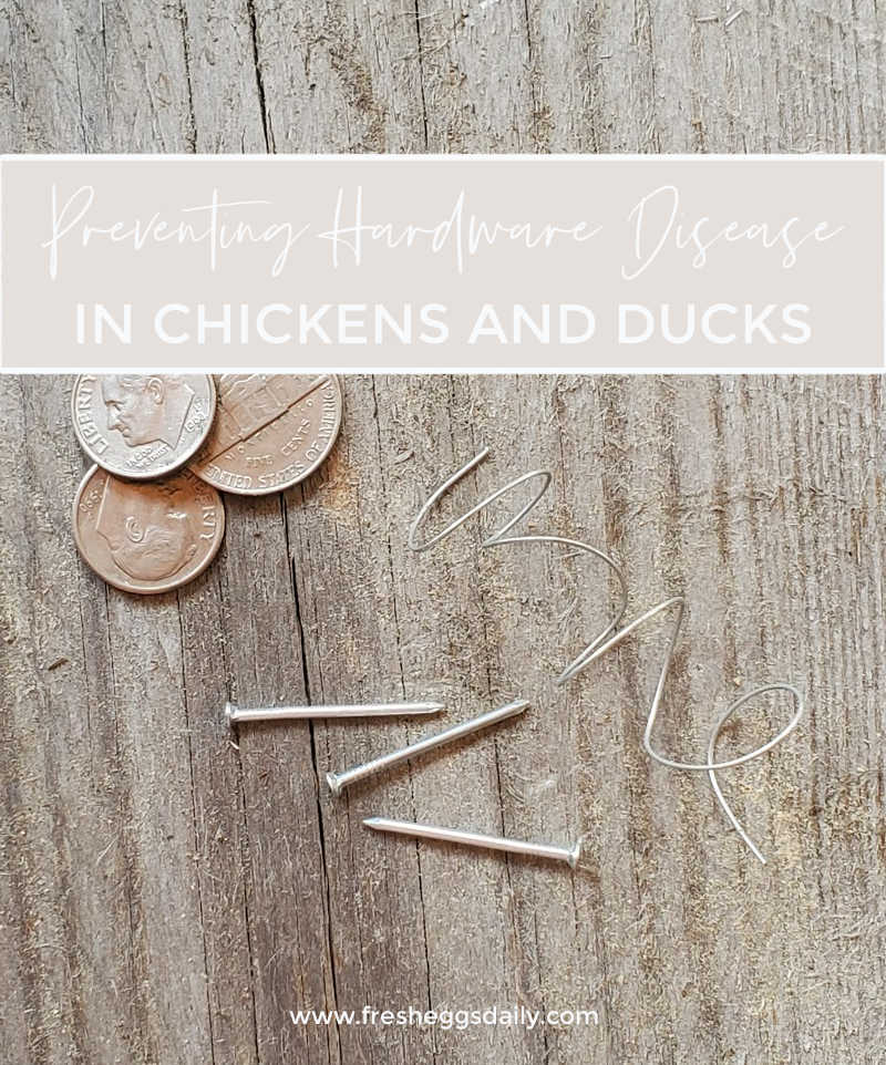 Preventing Hardware Disease (Heavy Metal Poisoning) in Backyard