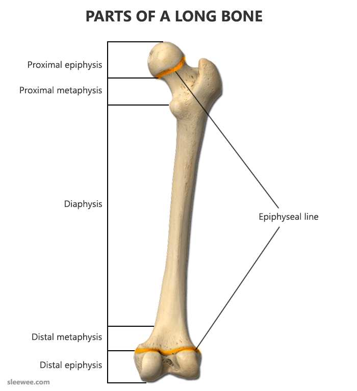 Simple Anatomy TYPES OF BONE & CLASSIFICATION OF BONE