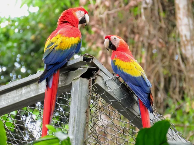 Costa Rica Itinerary: Scarlet Macaws at GAIA Hotel and Reserve