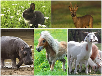 Materi Bab 4 Pelajaran Ipa Tentang Jenis Jenis Hewan Berdasarkan