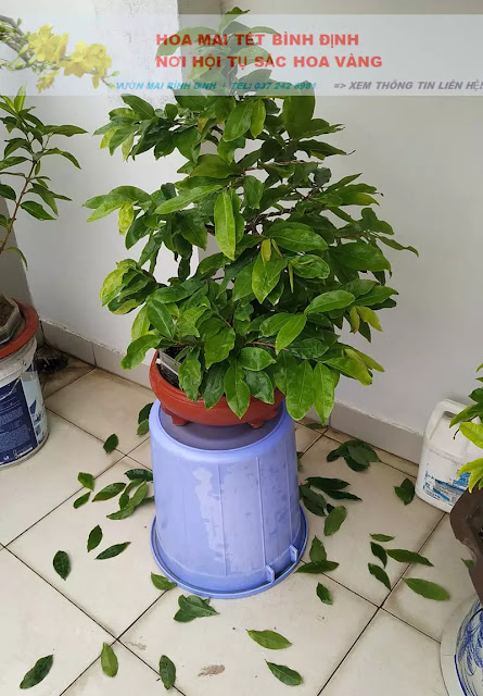 Cây mai bị rụng lá xanh