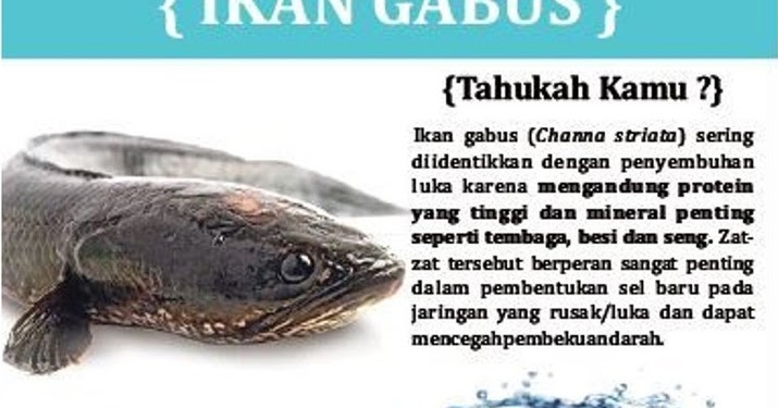Manfaat Ikan Gabus Sumber Protein Tinggi Penyembuh Penyakit Persagi Bandung