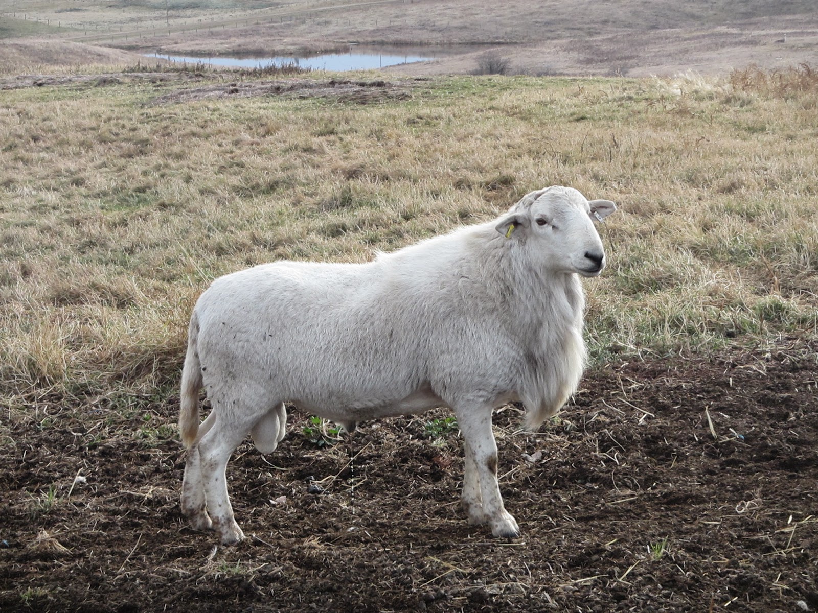 Katahdin Sheep