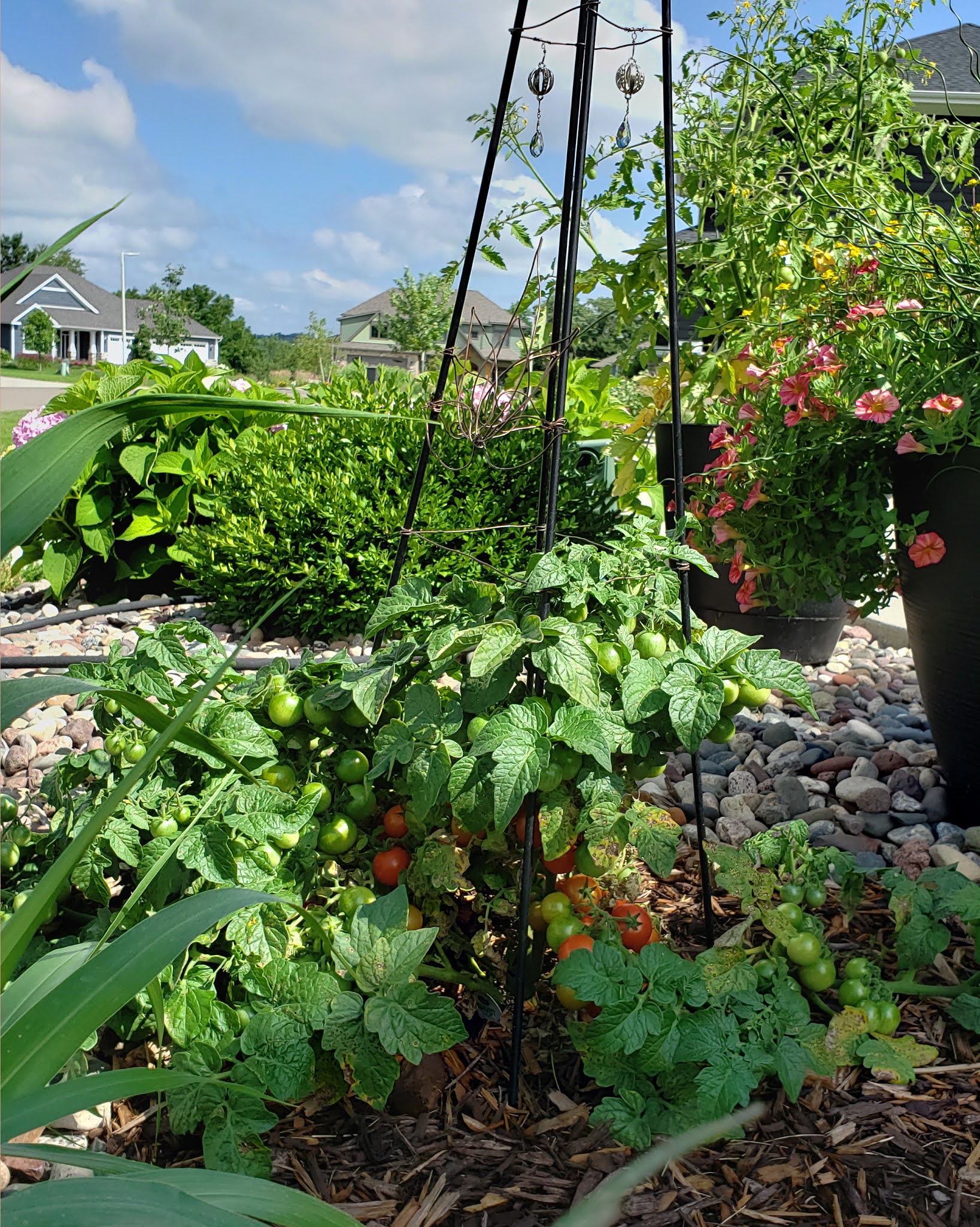 Growing New Tomato Hybrid, Veranda Red