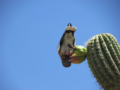 Dove Eats From Saguaro Cactus