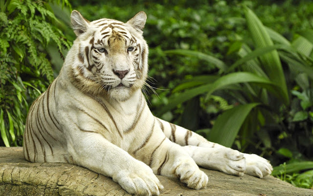 13213-White Tiger Animal HD Wallpaperz