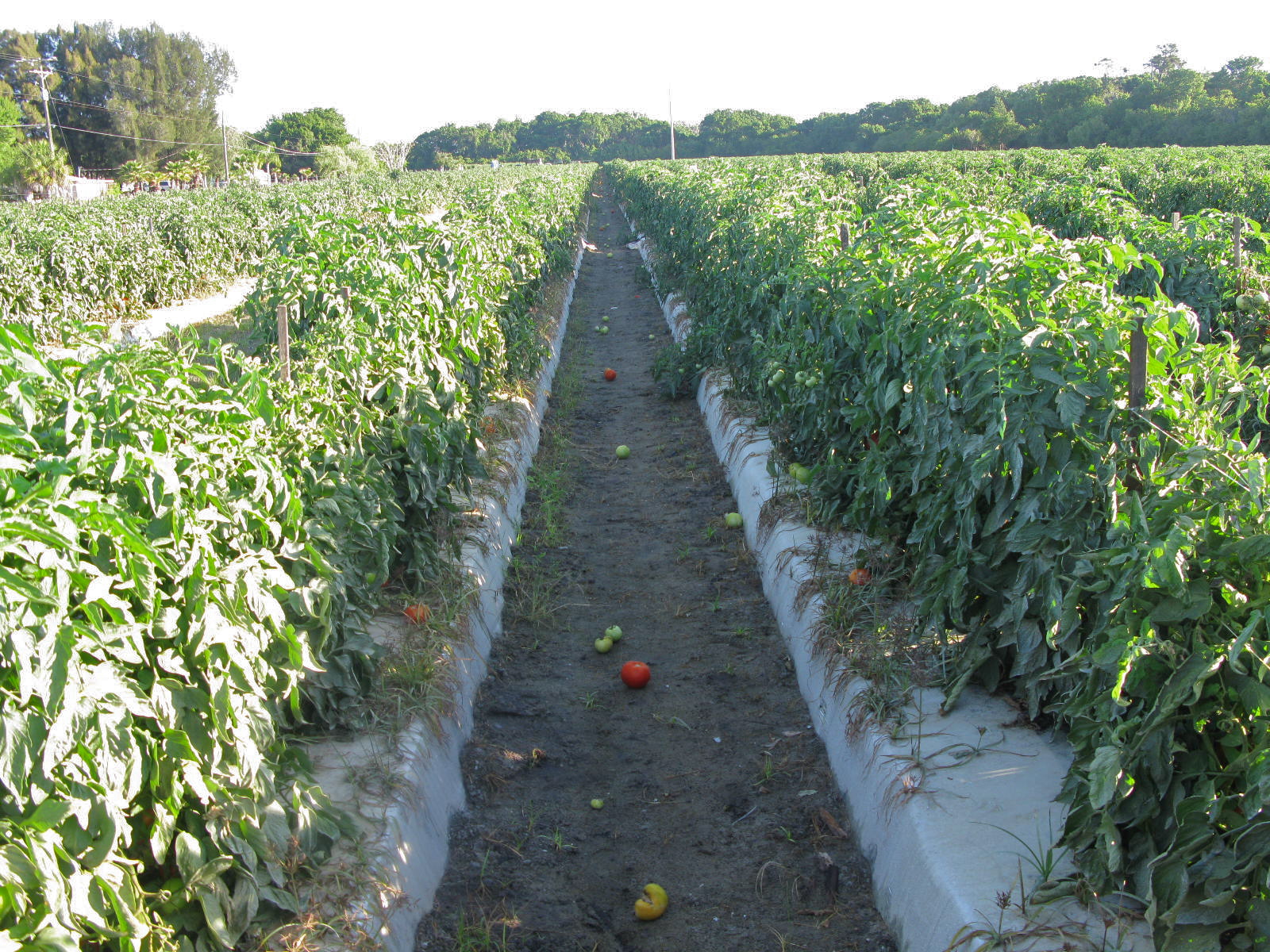 Table Scraps Tomato season in full swing in Ruskin