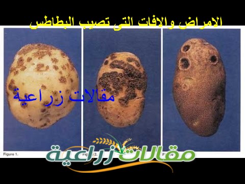 الامراض والافات التى تصيب البطاطس الاعراض والعلاج والوقاية منها - مقالات زراعية
