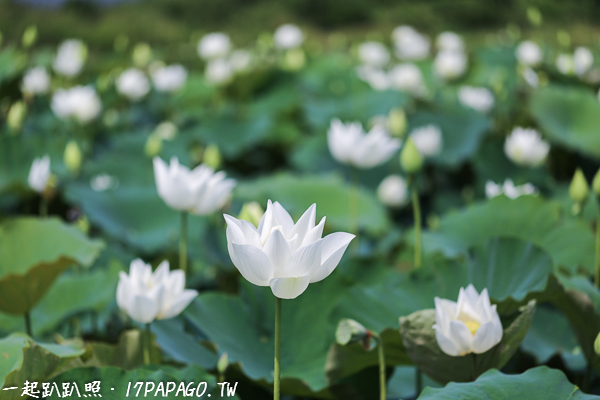 《台中.后里》舊社里白荷花池,賞白荷不用到白河 《台中.后里》舊社里白荷花池,賞白荷不用到白河