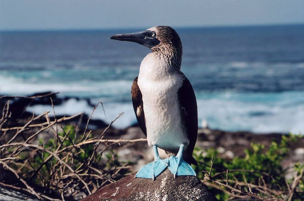 Blue-Footed Booby - Interesting Facts, Other Info and Pictures | by