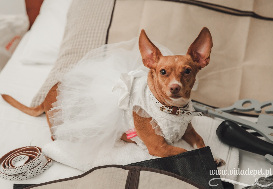 A cadela entregou as alianças no nosso casamento A cadela entregou as alianças no nosso casamento + vida de pet + blogue português sobre animais de estimação + dicas para educar animais domésticos + cães + gatos + pedro e telma