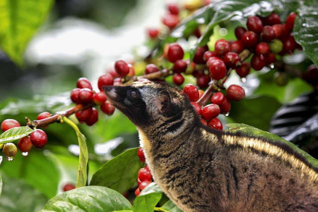 Kopi Luwak