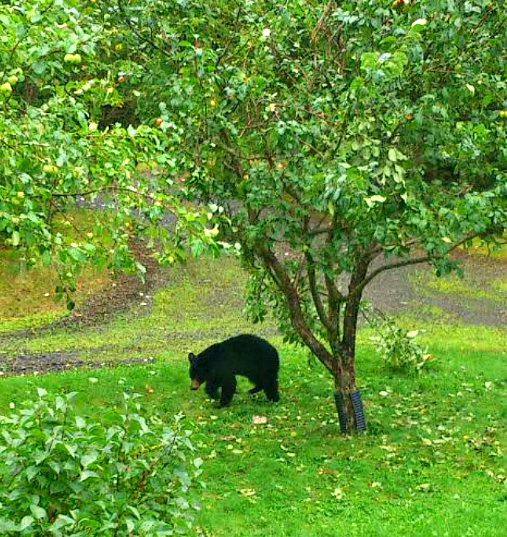 Black Bear Problems Black Bear Problems
