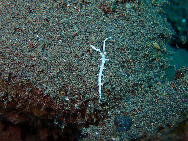 Samla bicolor Samla bicolor