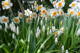 Allan Gardens Conservatory Spring Flower Show 2013 white daffodils hyacinths pale blue grape hyacinth by garden muses: a Toronto gardening blog 