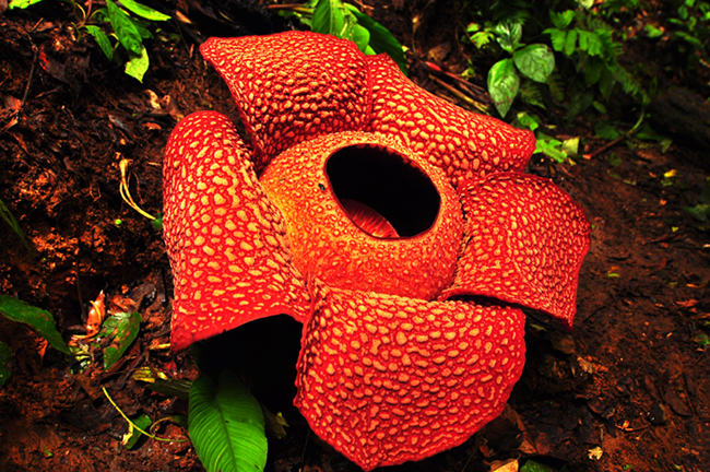 Persebaran flora di indonesia bagian barat tengah dan  timur