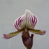 Orquídeas-sapatinho