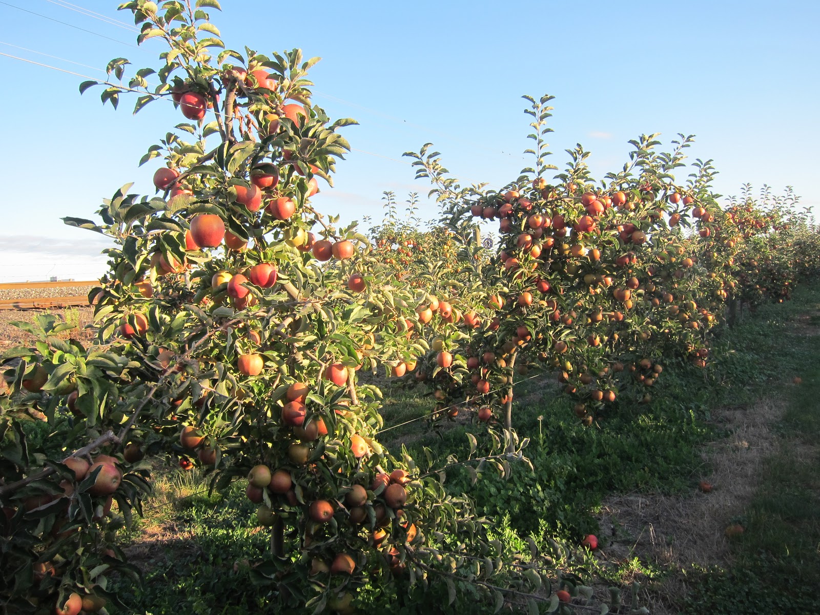 Beilke Family Farm Oregon Apples UPick from the Farm Jonagold, Red