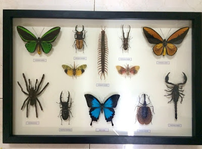 Cara Mengawetkan Insektarium