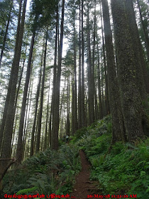 Oregon Coast Trail Neahkahnie Mountain