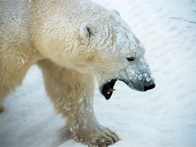 Cara beruang kutub beradaptasi sebutkan 5