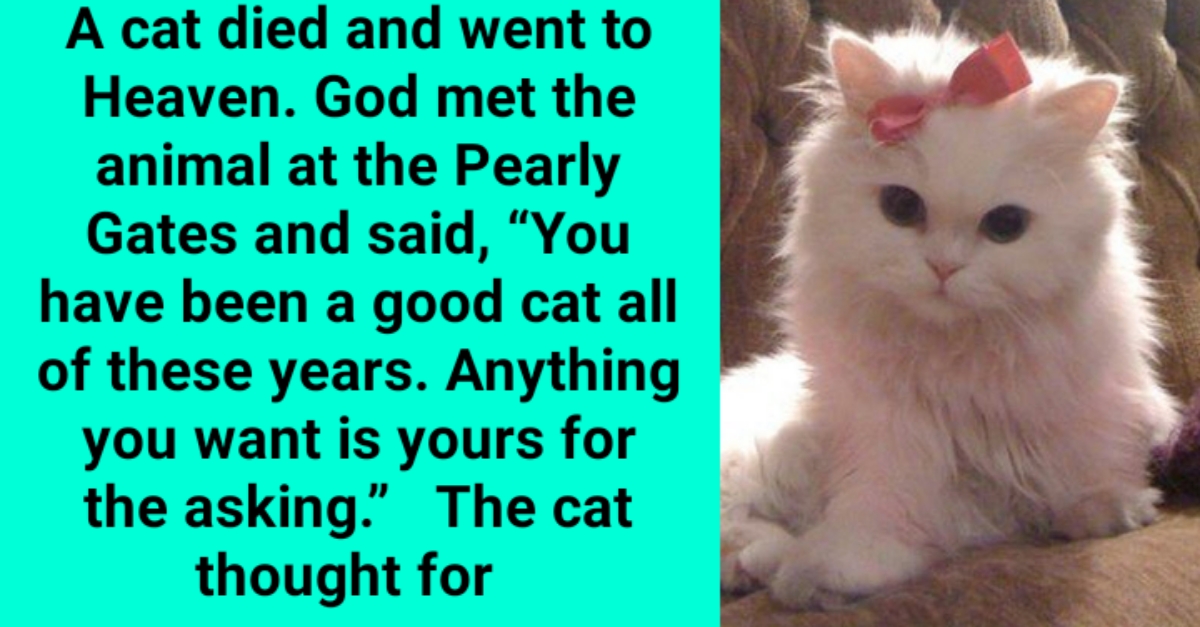 Laugh of the Day A cat died and went to Heaven. God met the animal at