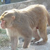 शाहजहाँपुर - शिवलिंग की परिक्रमा कर बंदर ने प्राण त्यागे