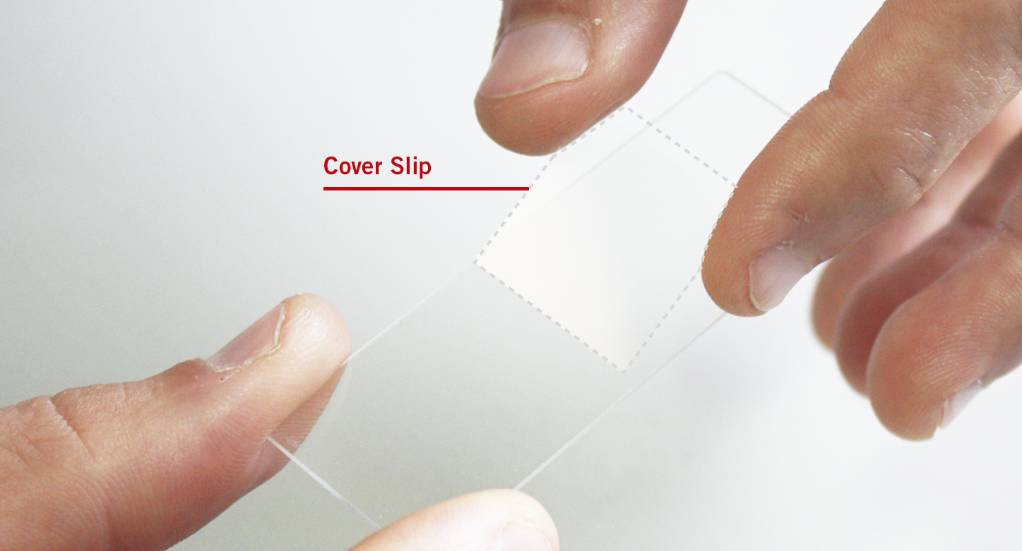 Motic Europe Blog How can I ensure a clean microscope?