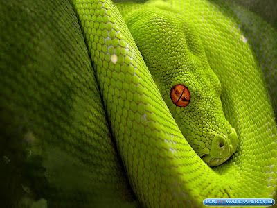 Desktop Python Snakes