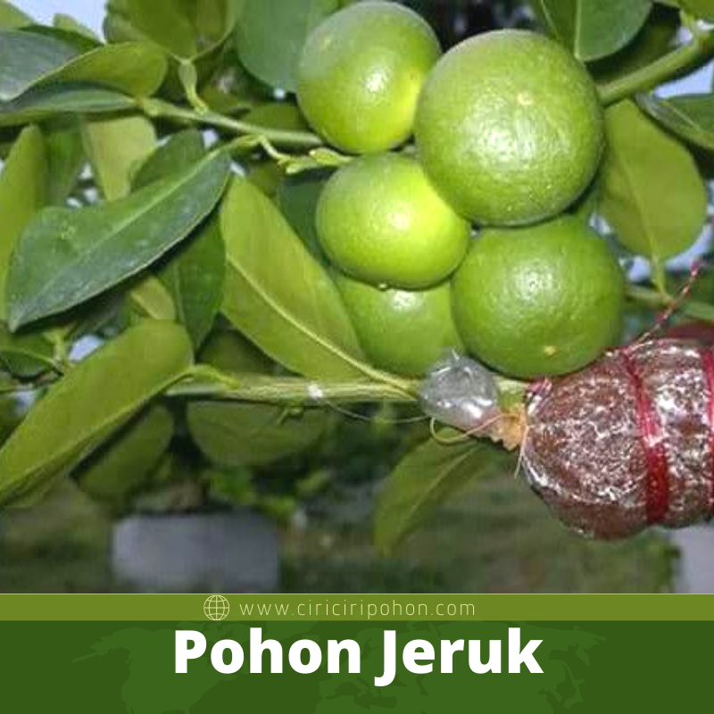 Pohon Jeruk