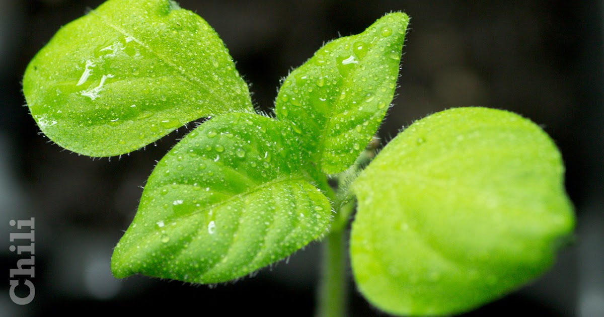 WoFu's Chilis Sortenbeschreibung Rocoto Manzano Amarillo