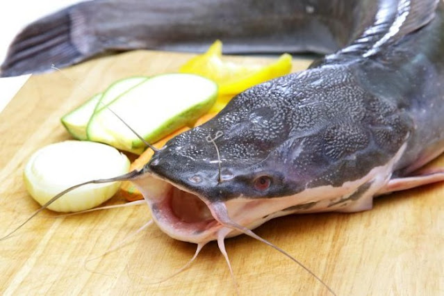 Jual Ikan Lele Palangkaraya, Kalimantan Tengah Profesional