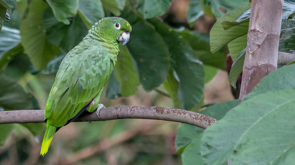 Papagaio-Moleiro (Amazona farinosa)