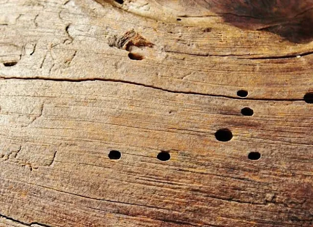 أنواع حشرات الخشب